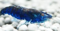 gamba azul