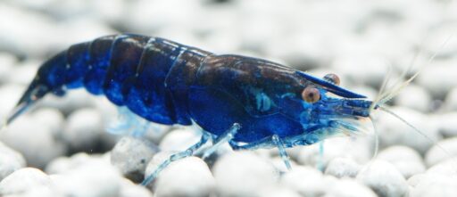 gamba azul