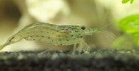 caridina japonica