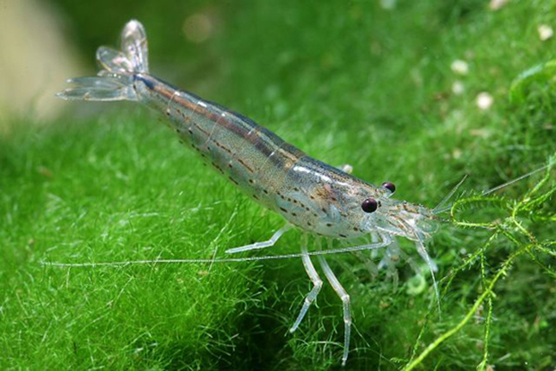 caridina japonica