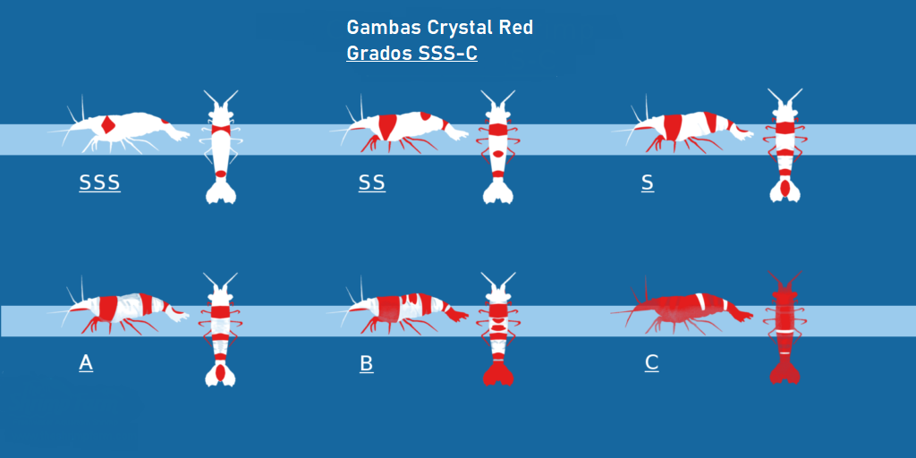 Gamba Red Crystal